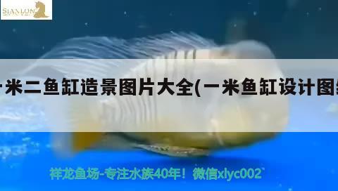 一米二魚缸造景圖片大全(一米魚缸設(shè)計圖紙)