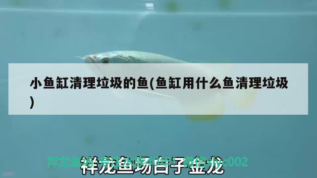 小魚缸清理垃圾的魚(魚缸用什么魚清理垃圾)