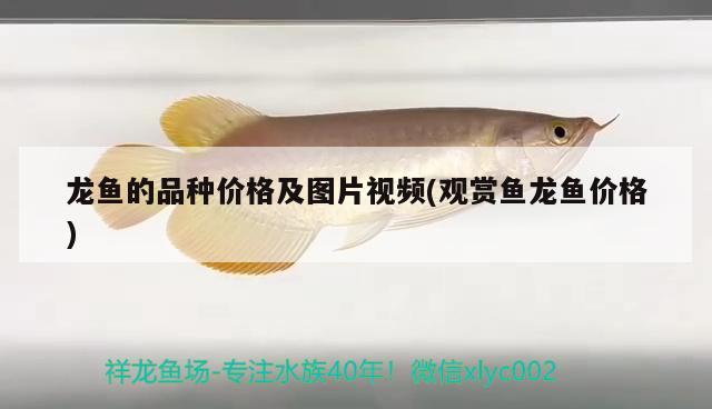 龍魚的品種價(jià)格及圖片視頻(觀賞魚龍魚價(jià)格)