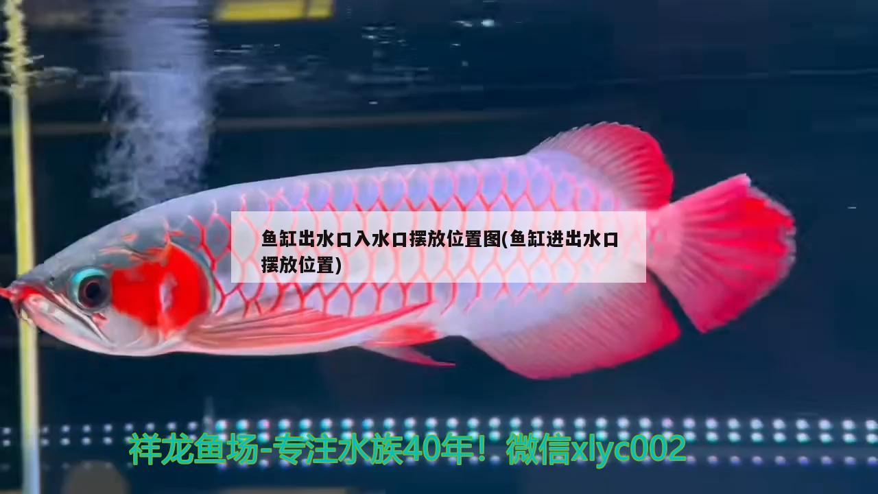 魚(yú)缸出水口入水口擺放位置圖(魚(yú)缸進(jìn)出水口擺放位置) 白化巴西龜（白巴）