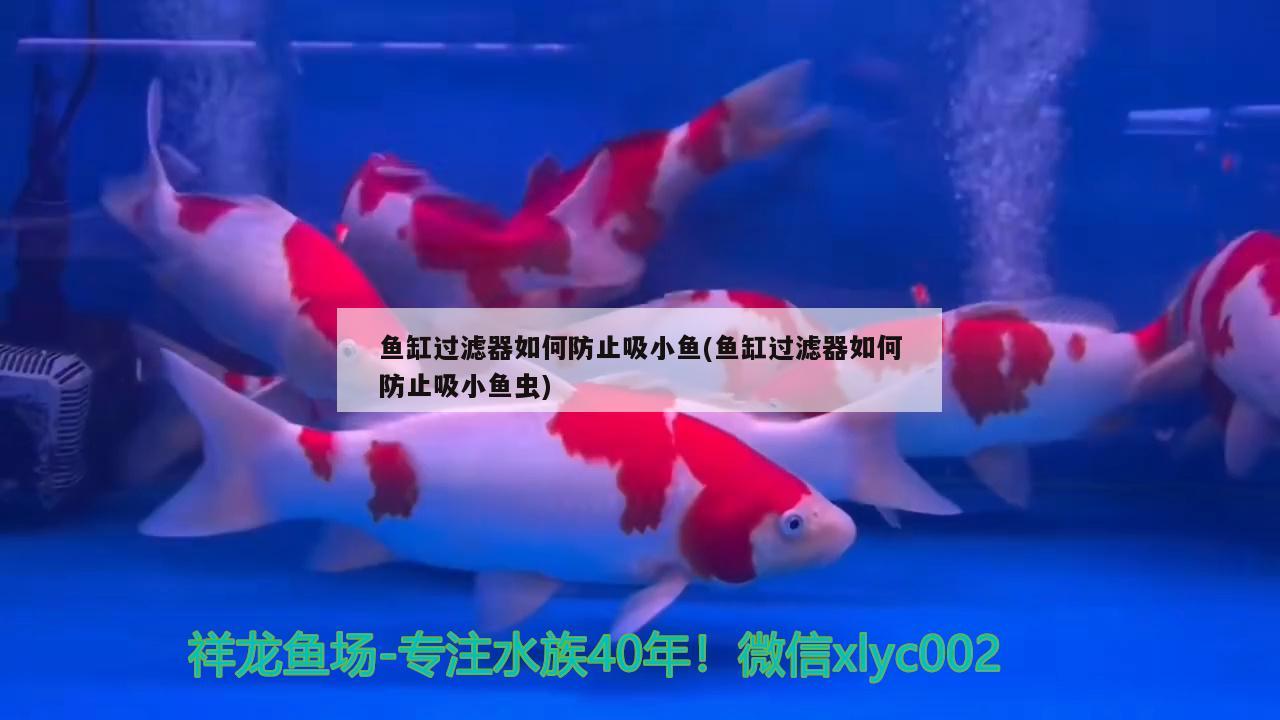 魚缸過濾器如何防止吸小魚(魚缸過濾器如何防止吸小魚蟲)