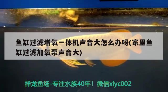 魚(yú)缸過(guò)濾增氧一體機(jī)聲音大怎么辦呀(家里魚(yú)缸過(guò)濾加氧泵聲音大) 赤焰中國(guó)虎魚(yú)