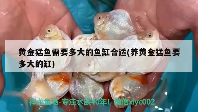 黃金猛魚需要多大的魚缸合適(養(yǎng)黃金猛魚要多大的缸) 白子銀龍苗（黃化銀龍苗）