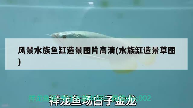 風景水族魚缸造景圖片高清(水族缸造景草圖)