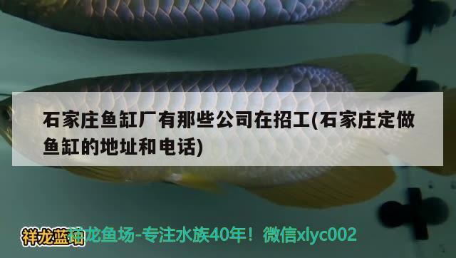 石家莊魚缸廠有那些公司在招工(石家莊定做魚缸的地址和電話) 祥龍金禾金龍魚