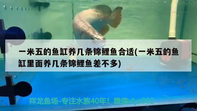 一米五的魚缸養(yǎng)幾條錦鯉魚合適(一米五的魚缸里面養(yǎng)幾條錦鯉魚差不多) 月光鴨嘴魚苗