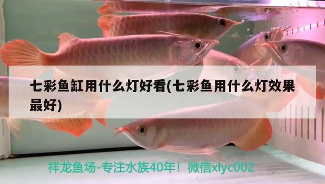 七彩魚缸用什么燈好看(七彩魚用什么燈效果最好)