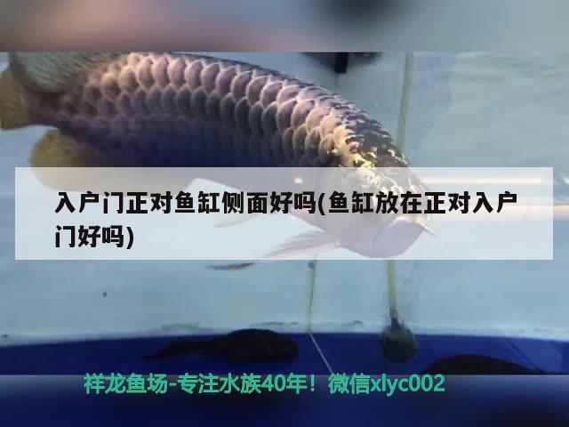 入戶門正對(duì)魚缸側(cè)面好嗎(魚缸放在正對(duì)入戶門好嗎)