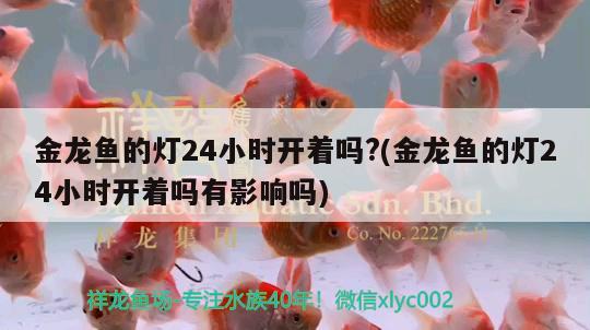 金龍魚的燈24小時(shí)開著嗎?(金龍魚的燈24小時(shí)開著嗎有影響嗎)