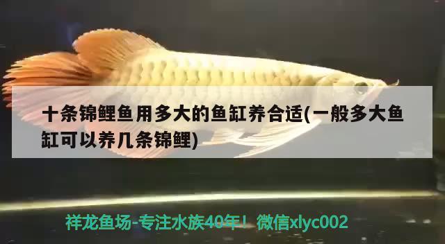 十條錦鯉魚用多大的魚缸養(yǎng)合適(一般多大魚缸可以養(yǎng)幾條錦鯉) 紅白錦鯉魚