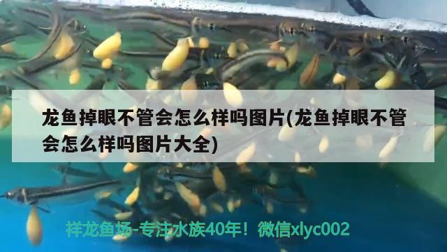 龍魚掉眼不管會怎么樣嗎圖片(龍魚掉眼不管會怎么樣嗎圖片大全) 祥龍魚藥系列