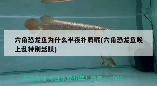 六角恐龍魚為什么半夜撲騰呢(六角恐龍魚晚上亂特別活躍) 紅龍專用魚糧飼料