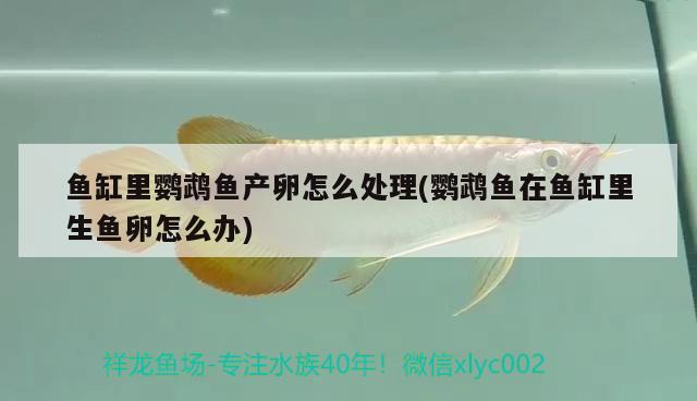 魚缸里鸚鵡魚產(chǎn)卵怎么處理(鸚鵡魚在魚缸里生魚卵怎么辦) 鸚鵡魚