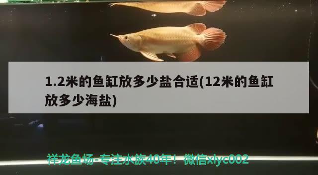 1.2米的魚缸放多少鹽合適(12米的魚缸放多少海鹽) 帝王迷宮魚