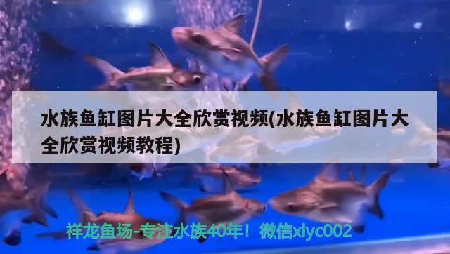 水族魚缸圖片大全欣賞視頻(水族魚缸圖片大全欣賞視頻教程)