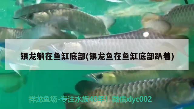 銀龍?zhí)稍隰~缸底部(銀龍魚在魚缸底部趴著)