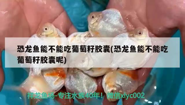 恐龍魚(yú)能不能吃葡萄籽膠囊(恐龍魚(yú)能不能吃葡萄籽膠囊呢)