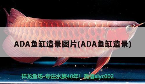 ADA魚缸造景圖片(ADA魚缸造景) 其它水族用具設(shè)備