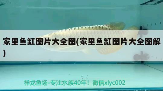 家里魚缸圖片大全圖(家里魚缸圖片大全圖解) 魟魚百科