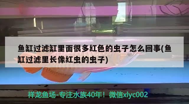 魚缸過濾缸里面很多紅色的蟲子怎么回事(魚缸過濾里長(zhǎng)像紅蟲的蟲子) 泰國(guó)虎魚