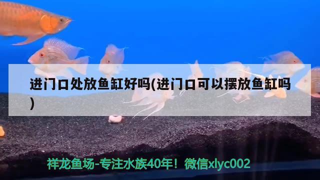 進(jìn)門口處放魚缸好嗎(進(jìn)門口可以擺放魚缸嗎) 帝王迷宮