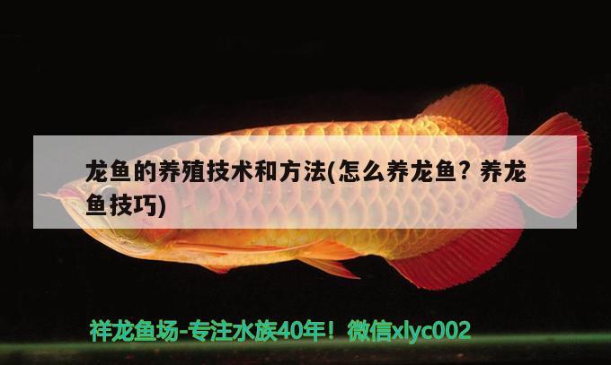 龍魚的養(yǎng)殖技術(shù)和方法(怎么養(yǎng)龍魚？養(yǎng)龍魚技巧) 肺魚