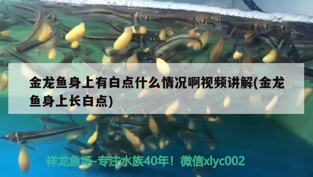 金龍魚身上有白點(diǎn)什么情況啊視頻講解(金龍魚身上長白點(diǎn)) 大白鯊魚