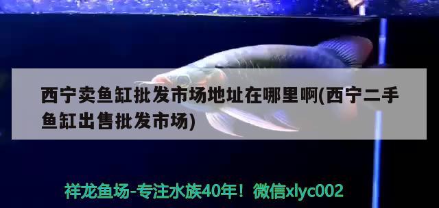 西寧賣魚缸批發(fā)市場地址在哪里啊(西寧二手魚缸出售批發(fā)市場) 印尼四紋虎