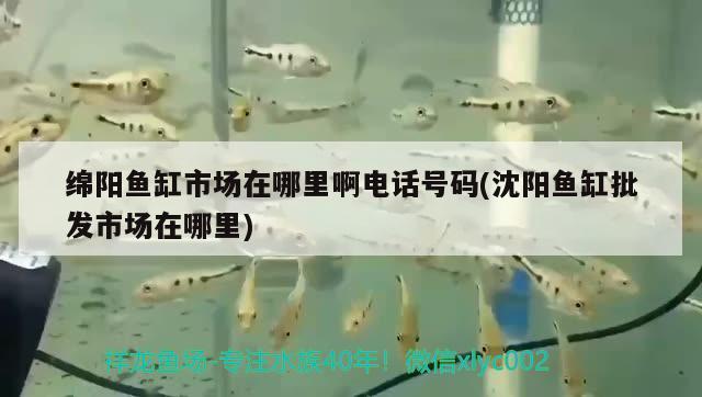 綿陽魚缸市場在哪里啊電話號碼(沈陽魚缸批發(fā)市場在哪里)