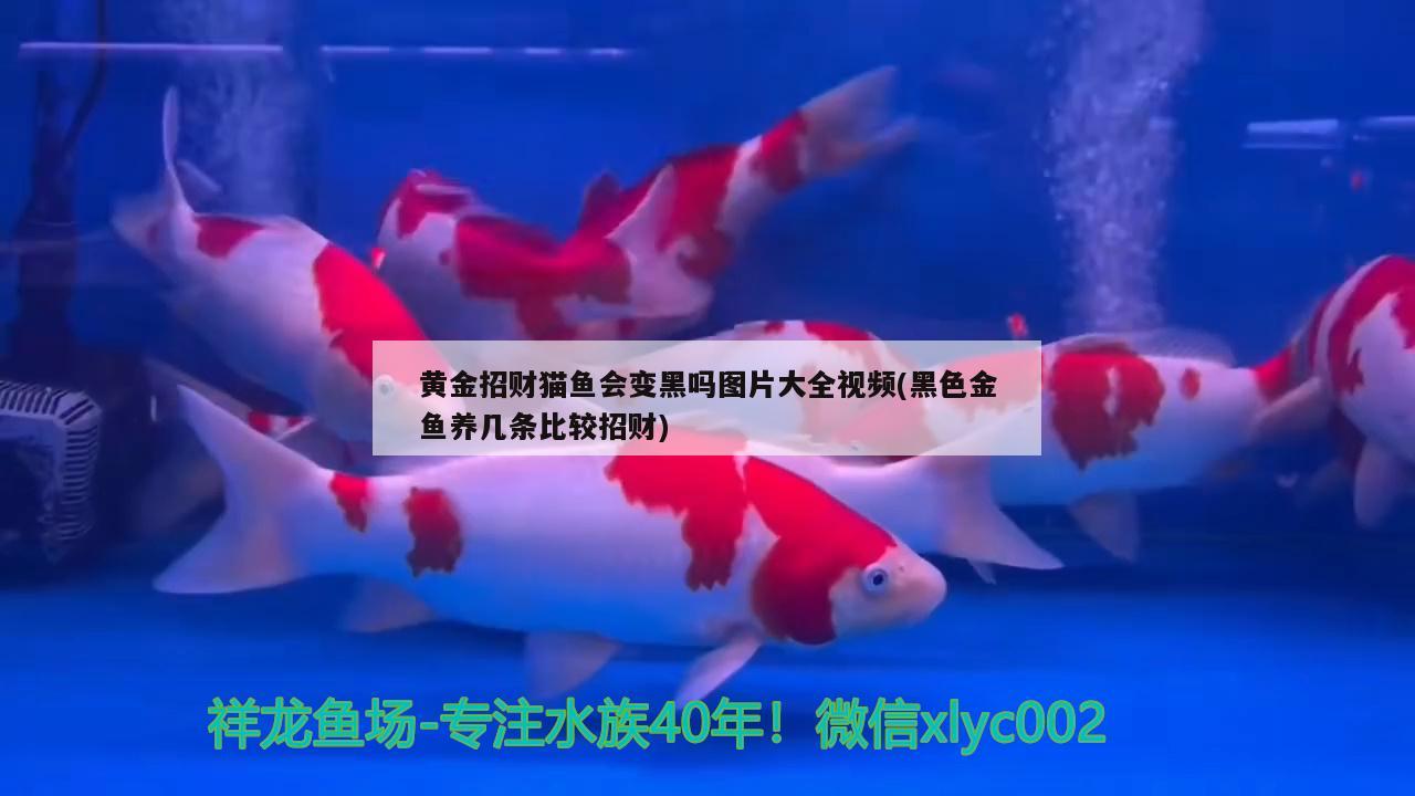 黃金招財(cái)貓魚會變黑嗎圖片大全視頻(黑色金魚養(yǎng)幾條比較招財(cái)) 黃金招財(cái)貓魚