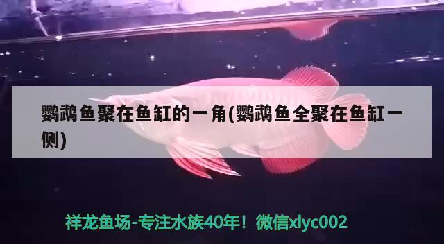 鸚鵡魚(yú)聚在魚(yú)缸的一角(鸚鵡魚(yú)全聚在魚(yú)缸一側(cè)) 鸚鵡魚(yú)