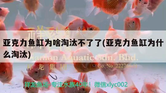 亞克力魚缸為啥淘汰不了了(亞克力魚缸為什么淘汰) 小型觀賞魚