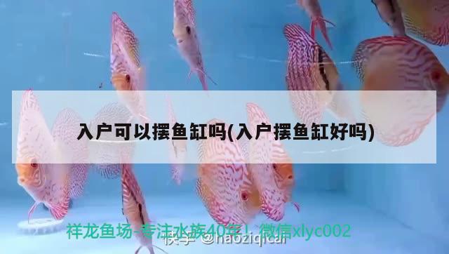 入戶可以擺魚缸嗎(入戶擺魚缸好嗎) 鴨嘴鯊魚