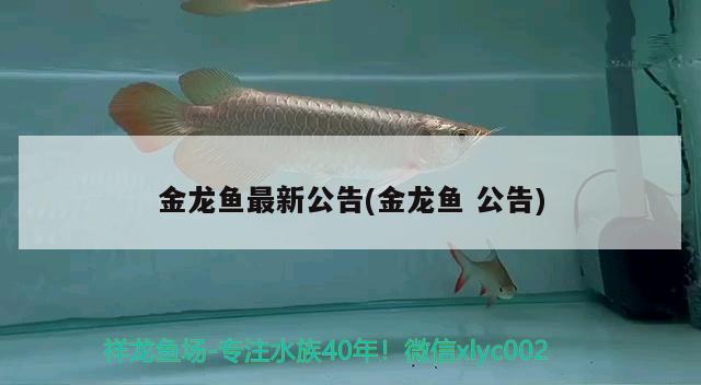 金龍魚最新公告(金龍魚公告) 黑金魟魚