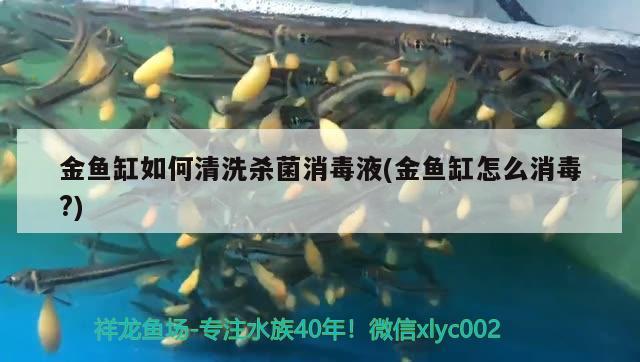 金魚缸如何清洗殺菌消毒液(金魚缸怎么消毒？) 撒旦鴨嘴魚