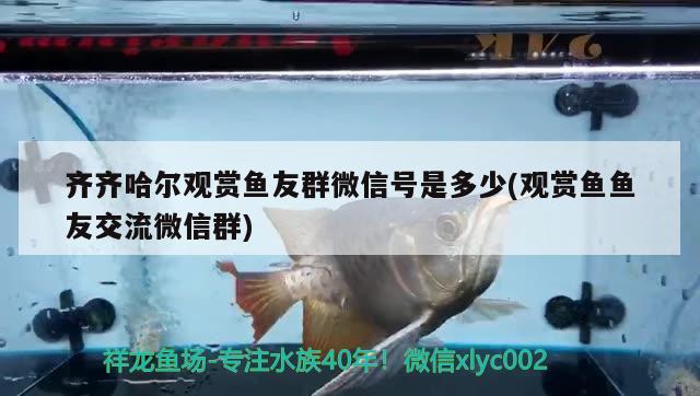 齊齊哈爾觀賞魚友群微信號是多少(觀賞魚魚友交流微信群) 廣州水族批發(fā)市場