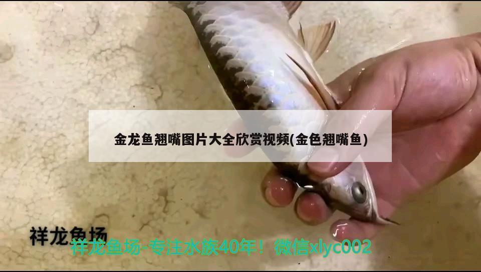 金龍魚翹嘴圖片大全欣賞視頻(金色翹嘴魚) 藍(lán)帆三間魚