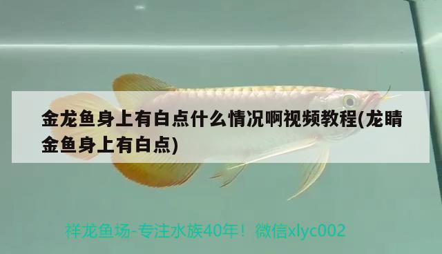 金龍魚身上有白點什么情況啊視頻教程(龍睛金魚身上有白點)