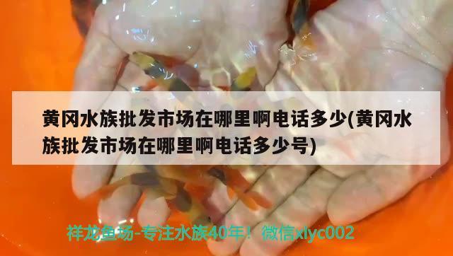 黃岡水族批發(fā)市場在哪里啊電話多少(黃岡水族批發(fā)市場在哪里啊電話多少號) 觀賞魚水族批發(fā)市場