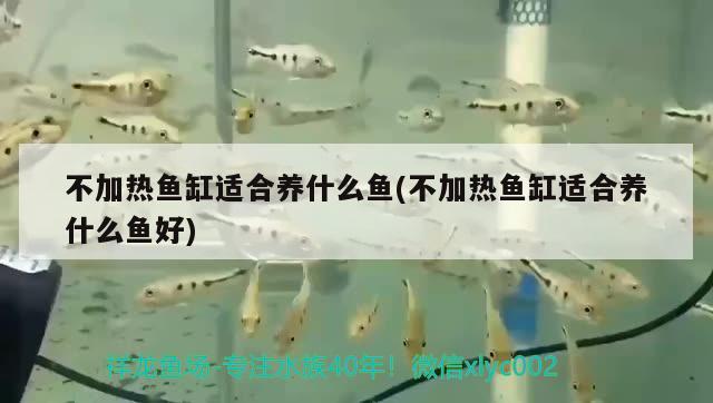 不加熱魚缸適合養(yǎng)什么魚(不加熱魚缸適合養(yǎng)什么魚好) 祥龍龍魚專用水族燈