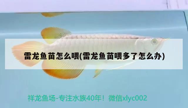 雷龍魚苗怎么喂(雷龍魚苗喂多了怎么辦)