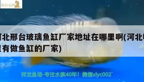 河北邢臺(tái)玻璃魚缸廠家地址在哪里啊(河北哪里有做魚缸的廠家) 黑桃A魚苗