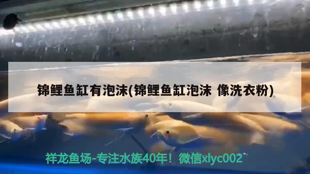 錦鯉魚缸有泡沫(錦鯉魚缸泡沫像洗衣粉) 奈及利亞紅圓點(diǎn)狗頭