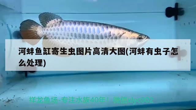 河蚌魚缸寄生蟲圖片高清大圖(河蚌有蟲子怎么處理) 恐龍王魚