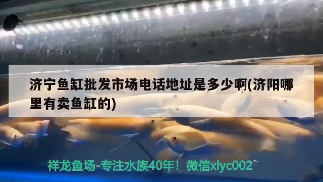 濟寧魚缸批發(fā)市場電話地址是多少啊(濟陽哪里有賣魚缸的)