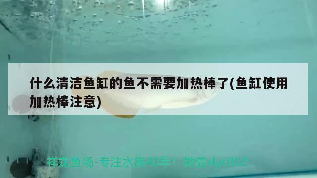 什么清潔魚缸的魚不需要加熱棒了(魚缸使用加熱棒注意) 印尼小紅龍