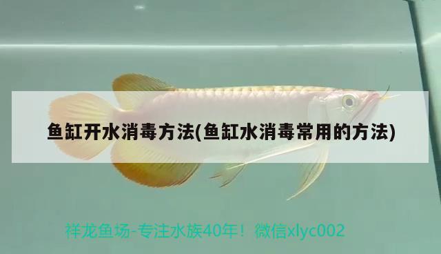 魚缸開水消毒方法(魚缸水消毒常用的方法) 白化火箭魚