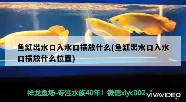 魚(yú)缸出水口入水口擺放什么(魚(yú)缸出水口入水口擺放什么位置) 斑馬鴨嘴魚(yú)苗