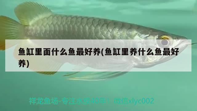 魚缸里面什么魚最好養(yǎng)(魚缸里養(yǎng)什么魚最好養(yǎng))