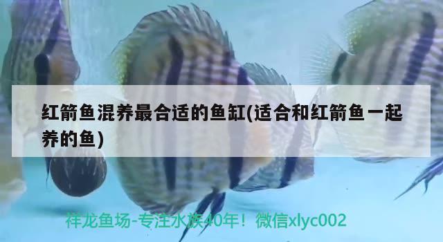 紅箭魚混養(yǎng)最合適的魚缸(適合和紅箭魚一起養(yǎng)的魚) 黃金貓魚